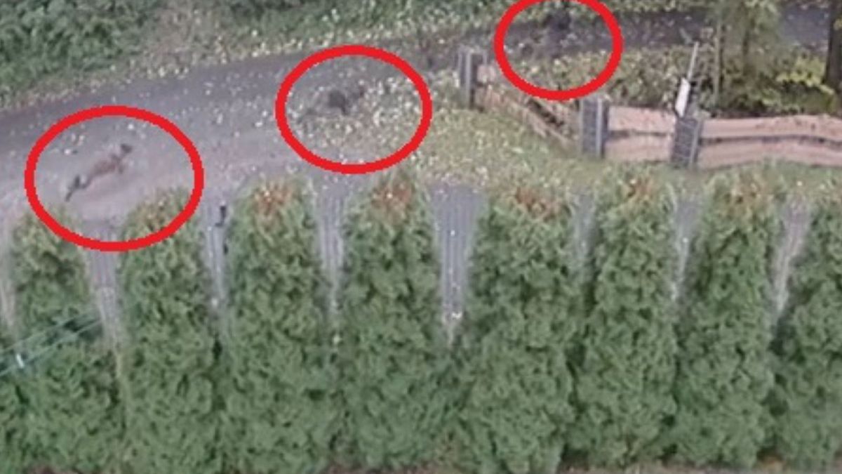 Psy rasy leonberger biegną za dzieckiem