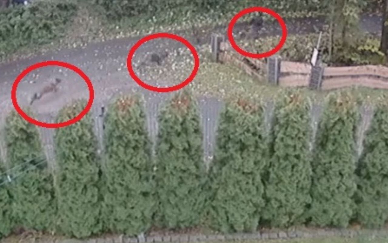 Psy goniły dziecko. "Zostały otrute". Ich właściciel zabrał głos