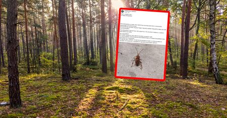 Znów są w Polsce. Leśnicy alarmują. "Gatunek obcy i inwazyjny"