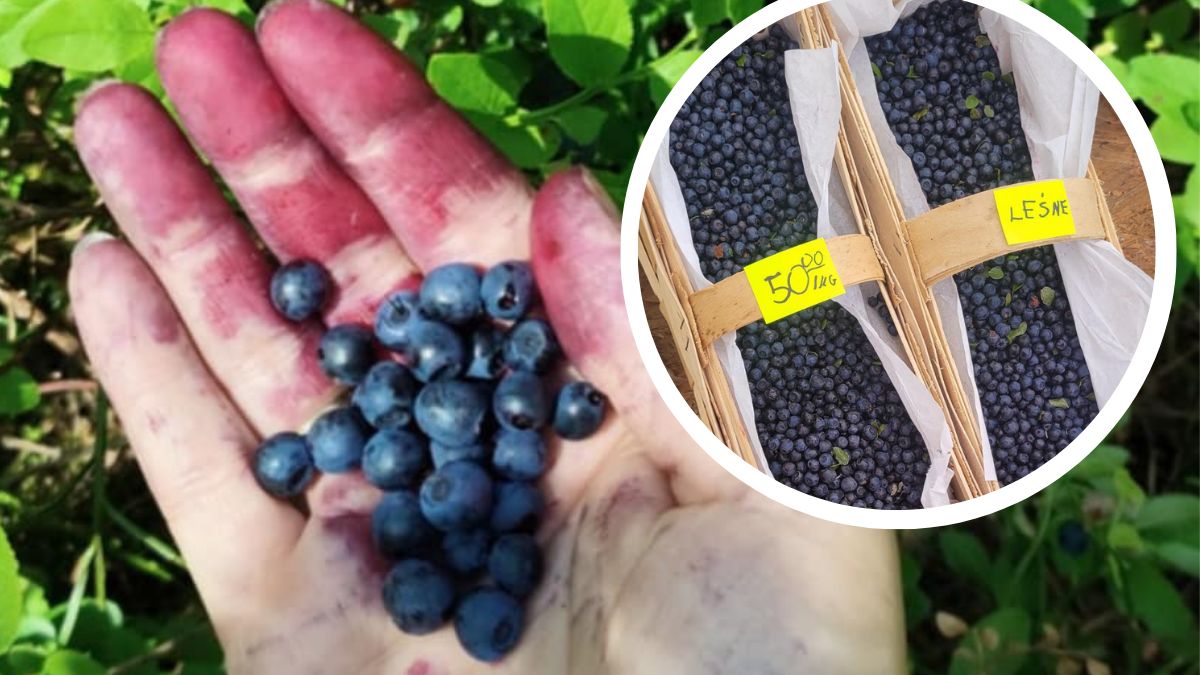 Ceny jagód nie spadają