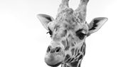 Gdańsk: ZOO w żałobie. Nie żyje 15-letnia żyrafa