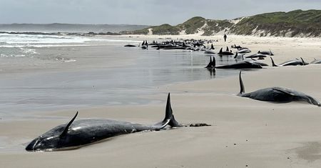 90 delfinów wyrzuconych na brzeg. Będą poddane eutanazji