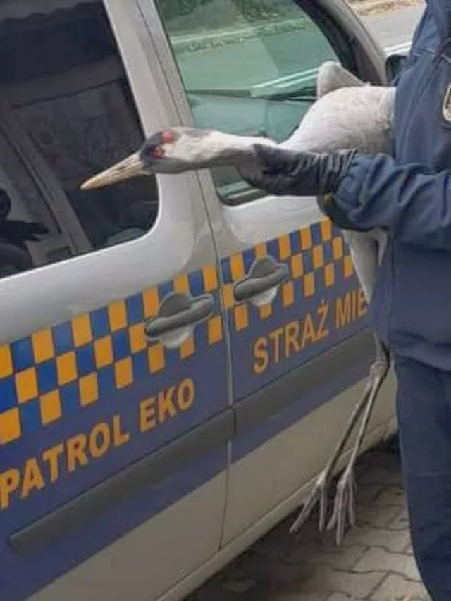 Warszawa: Żuraw wylądował na podwórku. "Był zmęczonym drżący i bez siły"