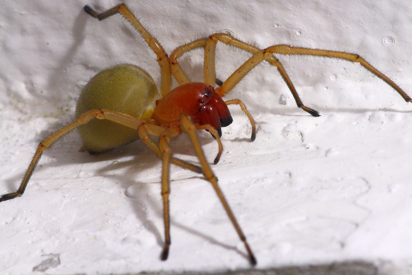 Uaktywnił się najbardziej jadowity pająk w Polsce. Na ludzi padł blady strach