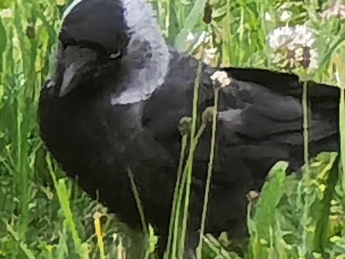 Huawei P40 Pro Plus zoom x100 Kawka