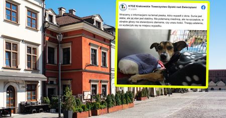 Pojechał na wakacje, zostawił psa samego. Straszne, co zrobiło zdesperowane zwierzę