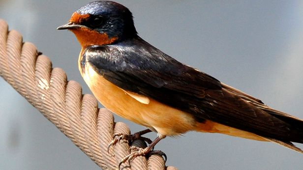 W skrócie: Darmowy Photoshop 1.0, rekord Twittera w Polsce, psi Harlem Shake 1