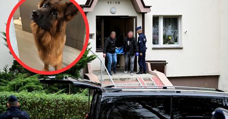 Cztery ciała na osiedlu w Kielcach. Diuna straciła dom. "Nie jest w stanie pojąć"