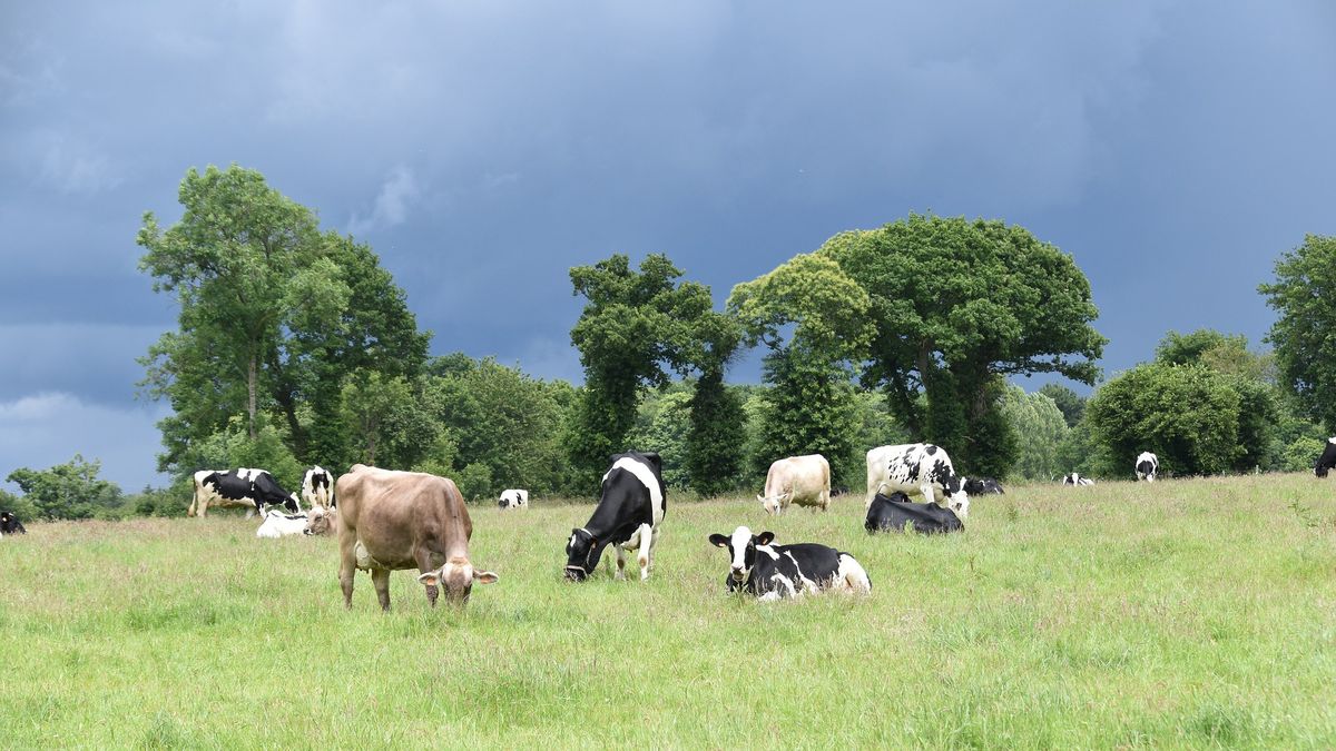 Na australijskiej farmie urodziło się cielę o wyjątkowym umaszczeniu
