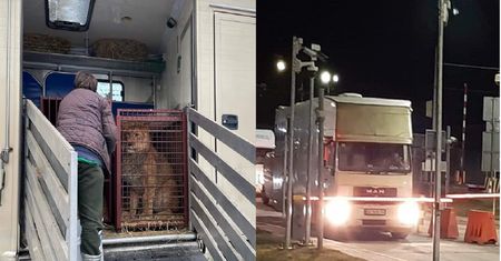 Ewakuacja dzikich zwierząt z Kijowa. Są już na granicy. "Nadal żyją"