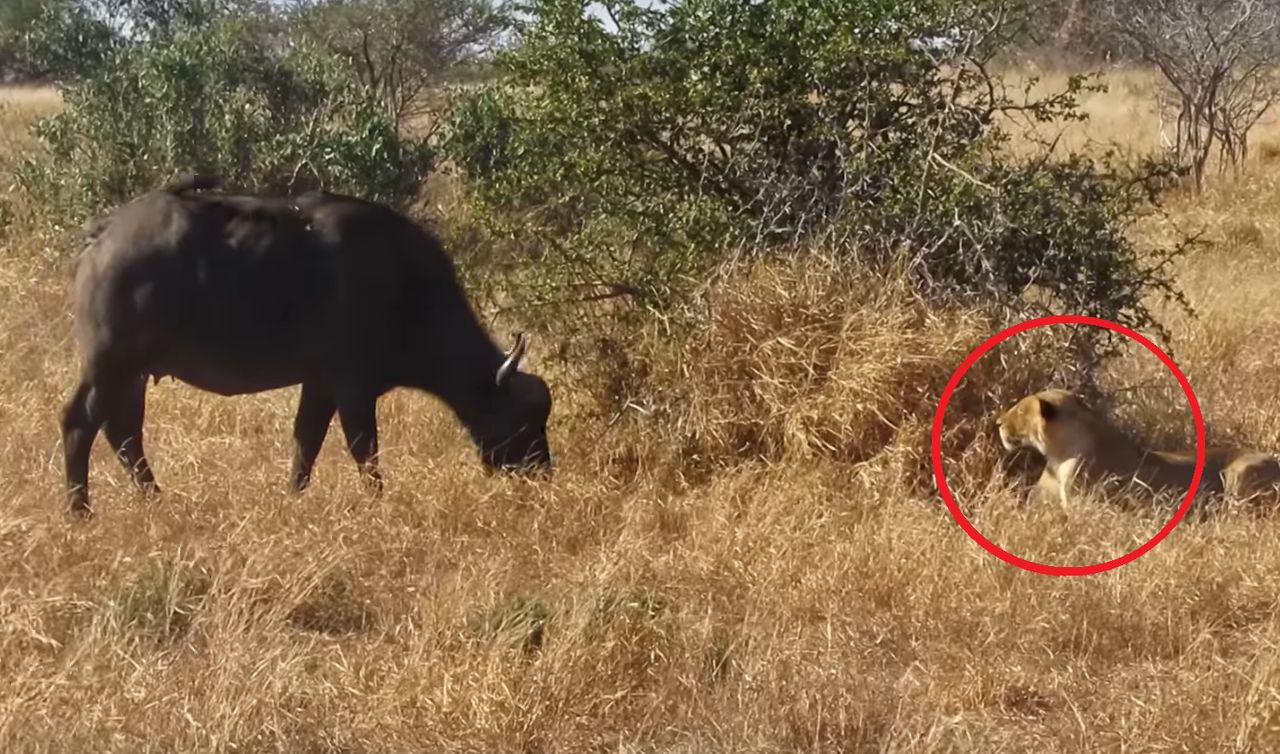 Niezwykłe sceny w Afryce. Lwica ruszyła w pogoń za stadem bawołów