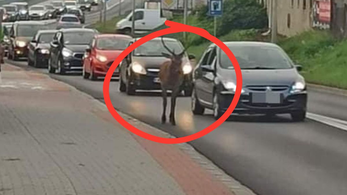 Jeleń przechadzał się po drodze krajowej w Wadowicach 