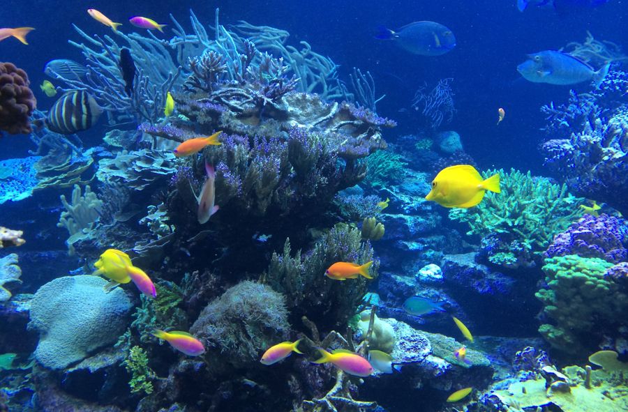 New fish species have appeared in the Black Sea. Marine biologis
