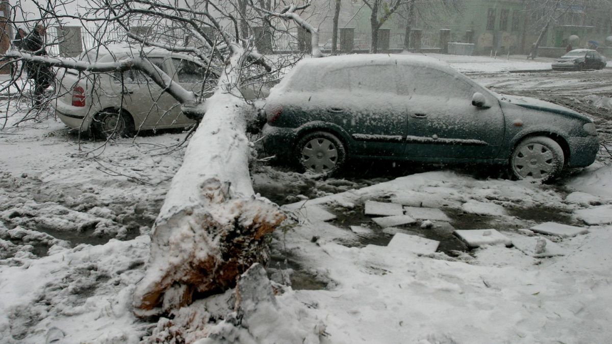 Jeśli drzewo zniszczyło auto, możemy starać się o odszkodowanie mimo braku AC