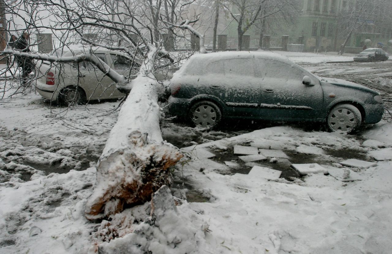 Jeśli drzewo zniszczyło auto, możemy starać się o odszkodowanie mimo braku AC