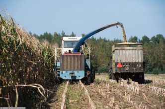 Ceny kukurydzy biją rekordy. "Rolnicy nie wiedzą, co robić"