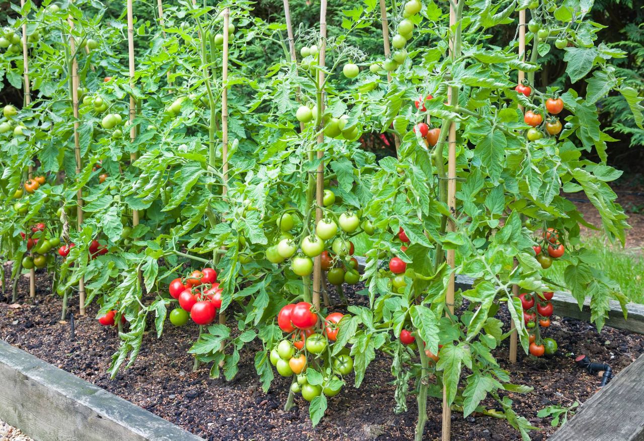 Dlaczego pomidory nie dojrzewają? To przez ten błąd w uprawie