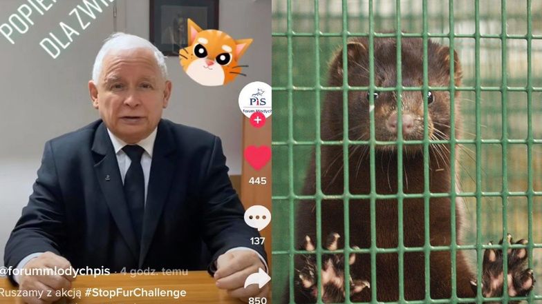 Jarosław Kaczyński walczy o prawa zwierząt
