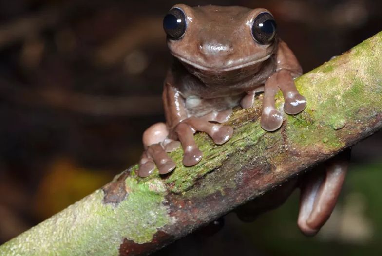 Australia. Odkryto silnie jadowitą "czekoladową żabę"