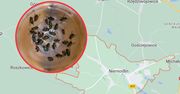 Nie mogą opędzić się od much. Służby rozkładają bezradnie ręce