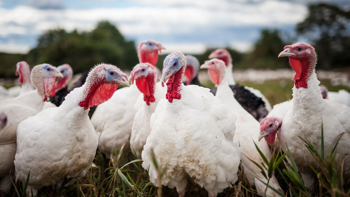Firma Indykpol specjalizuje się  - jak nazwa wskazuje - w mięsie drobiowym