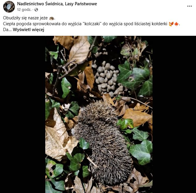 Jeże już się obudziły