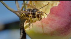 Cała prawda o szerszeniach. Podpowiadamy, jak ustrzec się spotkania z owadem