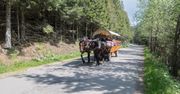 Hybrydowe wozy konne będą wozić turystów nad Morskie Oko. Woźnicy przekonują się do pomysłu