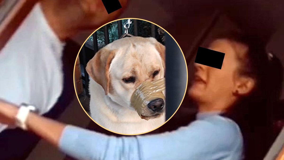 zakleili psu pysk taśmą