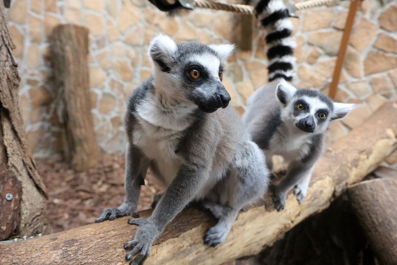 Toruń: Tak wygląda karmienie lemurów w zoo. Niezwykłe widowisko na zdjęciach