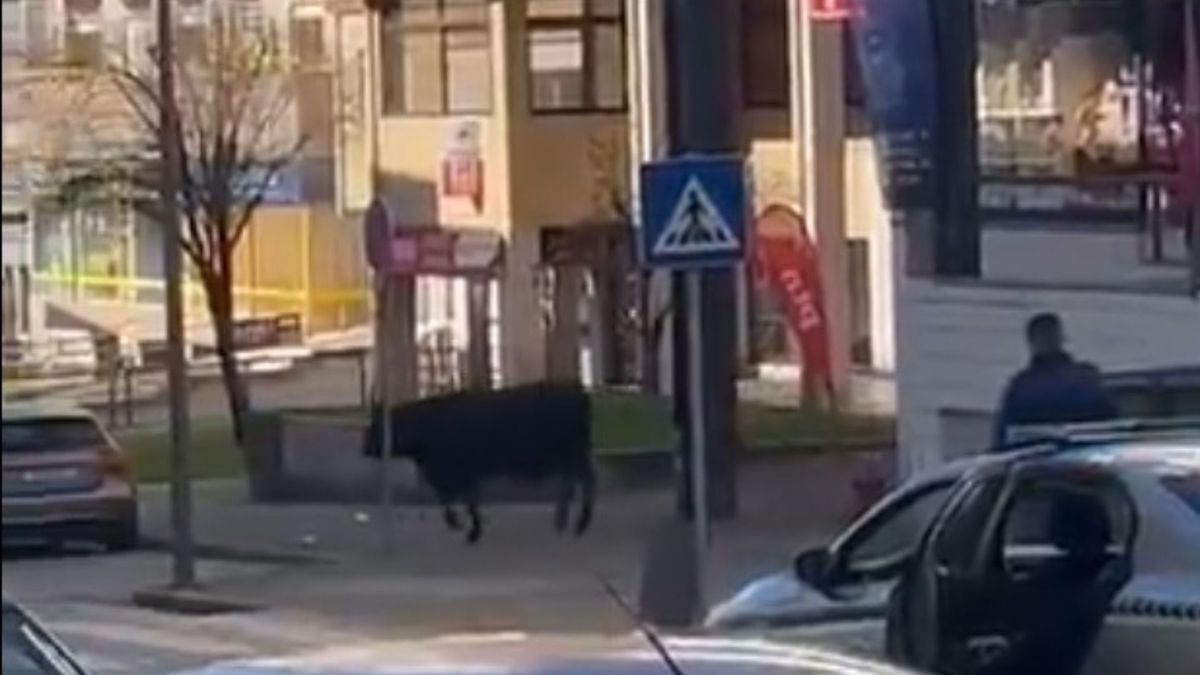 Krowa na wolności. Chaos na ulicach Portugalii