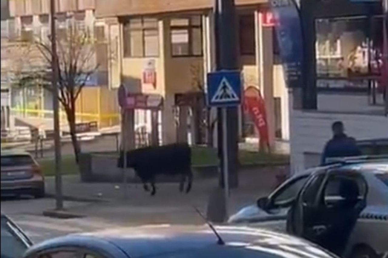 A cow on the loose. Chaos on the streets of Portugal