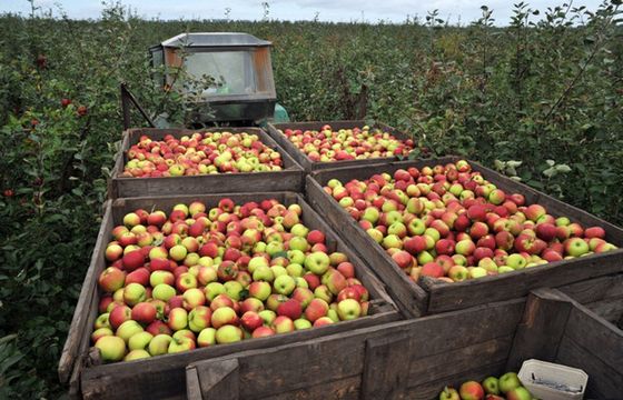 Partner of Promotion i Sopexa będą promować polskie jabłka w Afryce i Azji