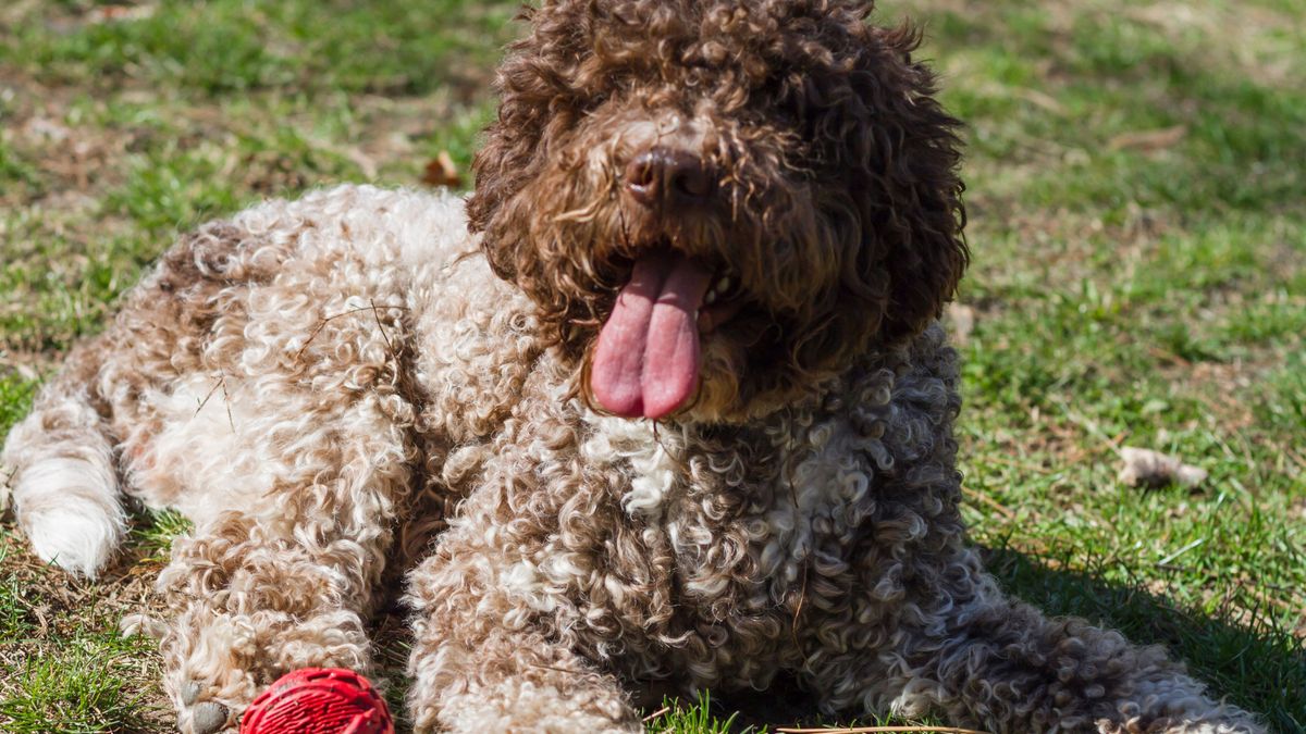 Rasa psa lagotto romagnolo wygląda jak pluszowy miś.