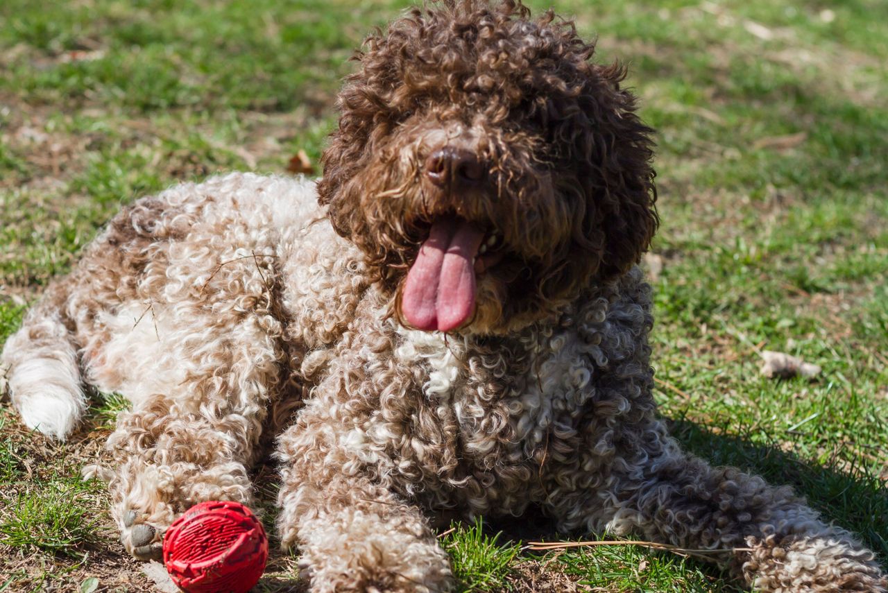 Lagotto romagnolo wygląda jak pluszowy miś. W domu potrafi jednak mocno zaskoczyć