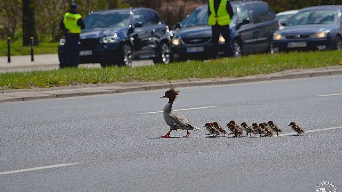 Policja wstrzymała ruch dla rodziny nurogęsi 