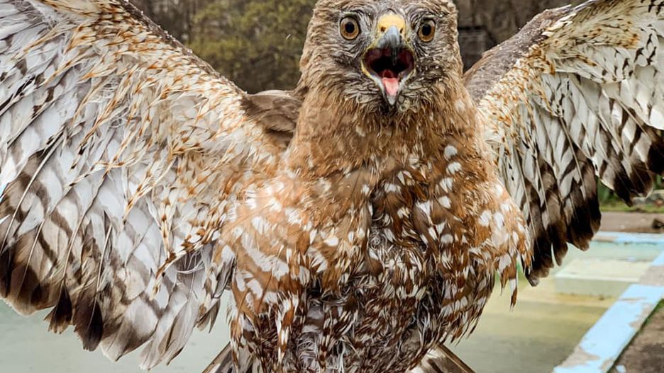 Niecodzienna akcja ratunkowa w USA. Kobieta pomogła jastrzębiowi