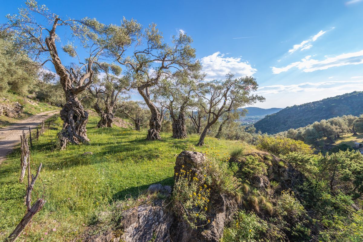 Drzewa oliwne w Czarnogórze zachwycają