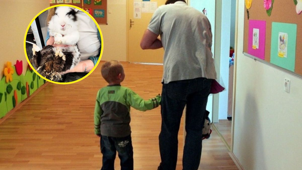 Interwencja Ekostraży w przedszkolu. "Królik trzymany jak wazonik w korytarzu"