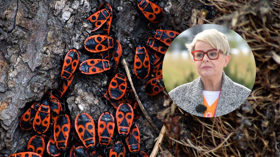 Karolina Korwin-Piotrowska zaapelowała w sprawie kowali bezskrzydłych