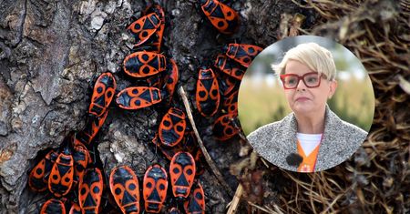 Karolina Korwin-Piotrowska apeluje w sprawie kowalików. "Nie zabijaj"