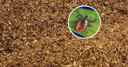 Bariera dla kleszczy. Rozsyp w ogrodzie, a wyniosą się z niego