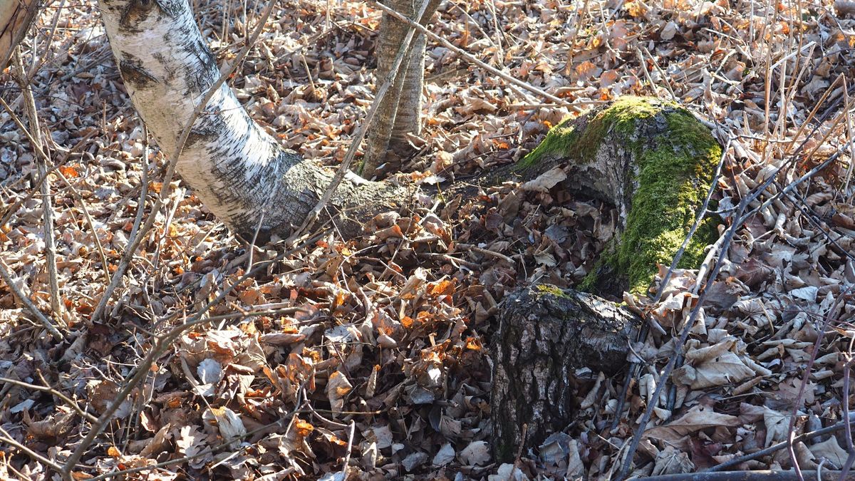 Leśnicy zdradzają tajniki z życia drzew