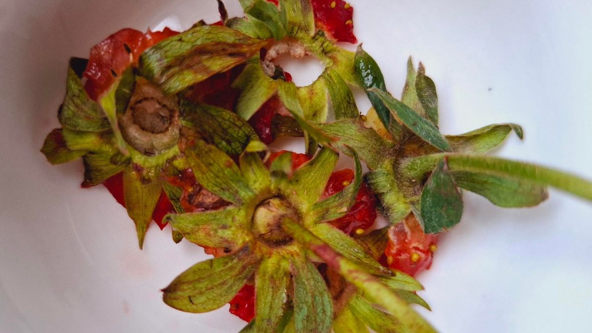 Szypułki z truskawek można wykorzystać