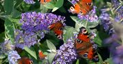 Posadź w ogrodzie. Motyle będą przylatywać każdego dnia