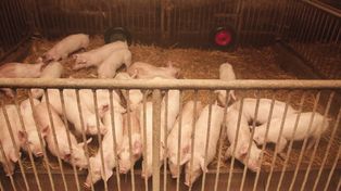 9 na 10 świń już w dużych fermach. To koniec małych chlewni w Polsce