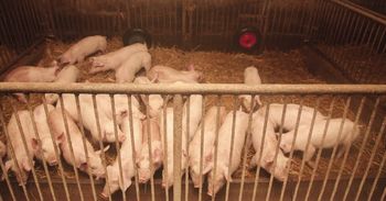 9 na 10 świń już w dużych fermach. To koniec małych chlewni w Polsce