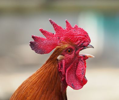 Niesforny kogut na krakowskim Zwierzyńcu. Właściciel gotów ugotować rosół