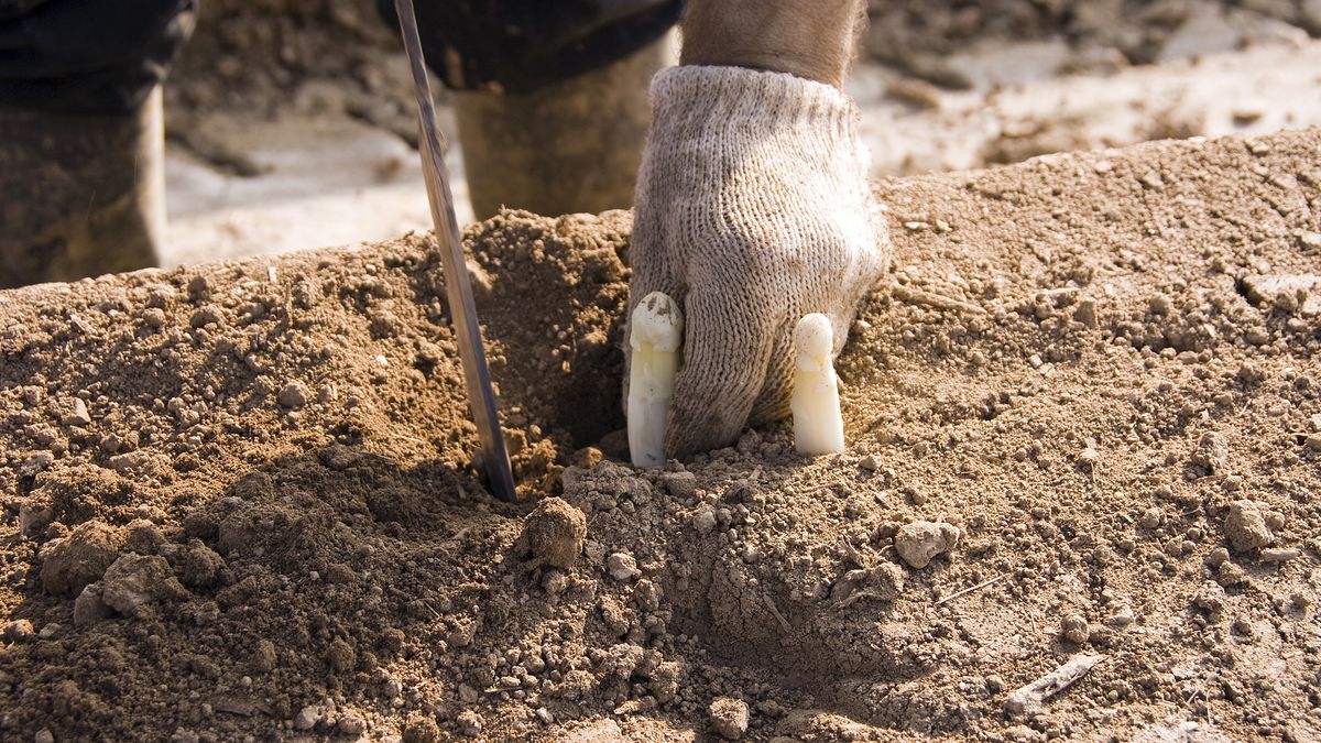 Niemcy chcą walczyć z patologiami na runku pracy i złym traktowaniem zagranicznych pracowników 