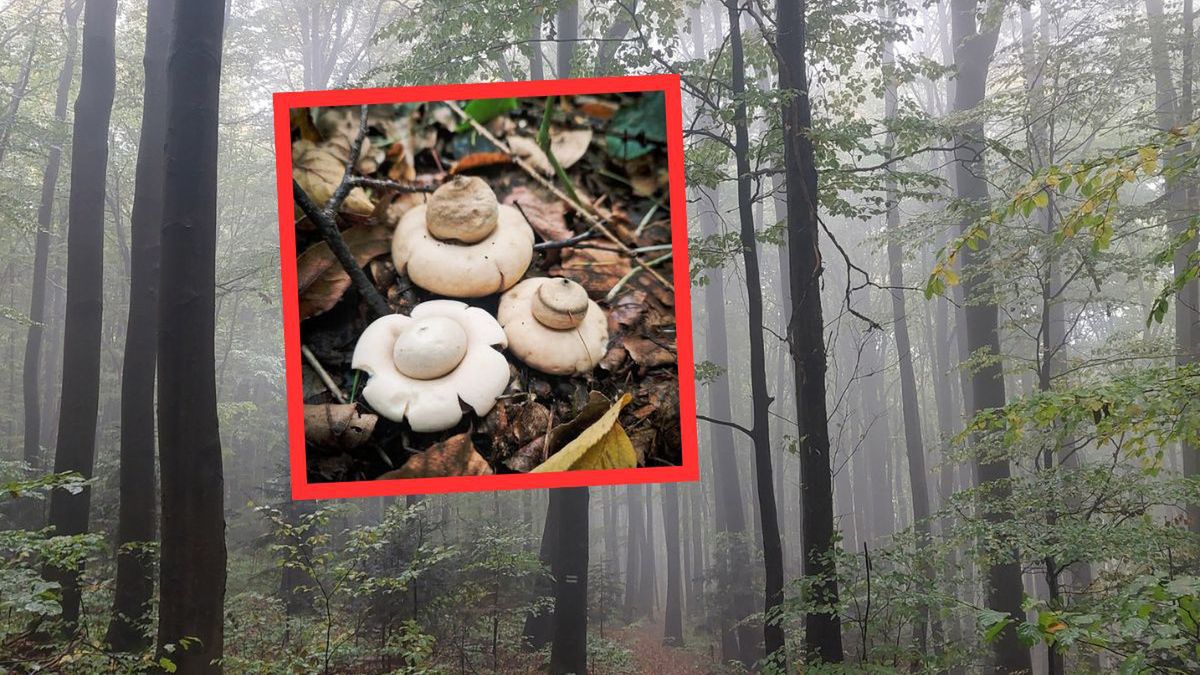 Gwiazdosz – grzyb, który wygląda jak z innej planety